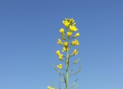 会6馍是什么意思 会6馍不梗内涵意思哪个地方的方言